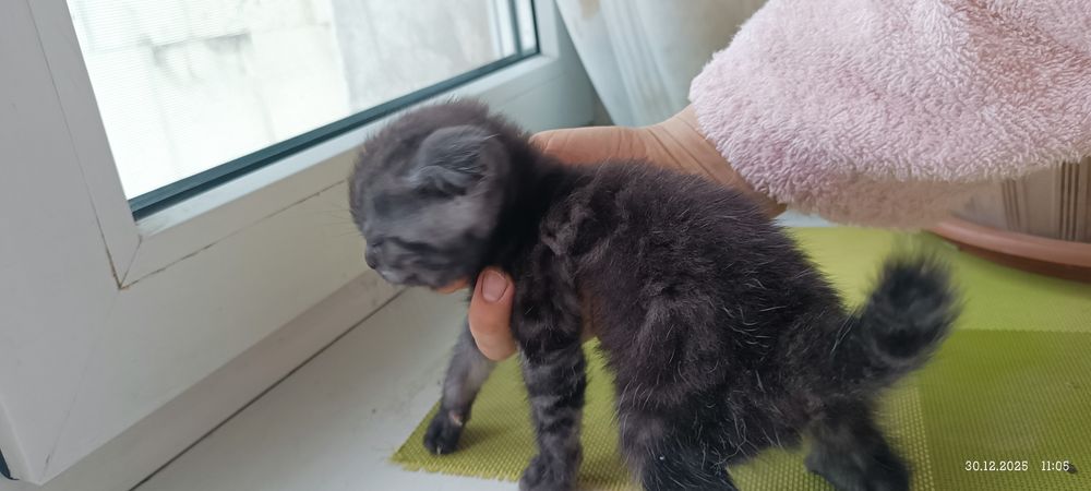 Два британских котенка