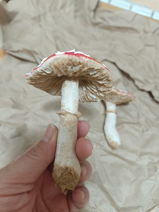 Елочные новогодние игрушки