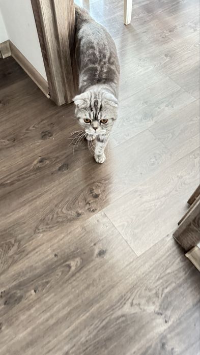 Кот для вязки на вашей территории