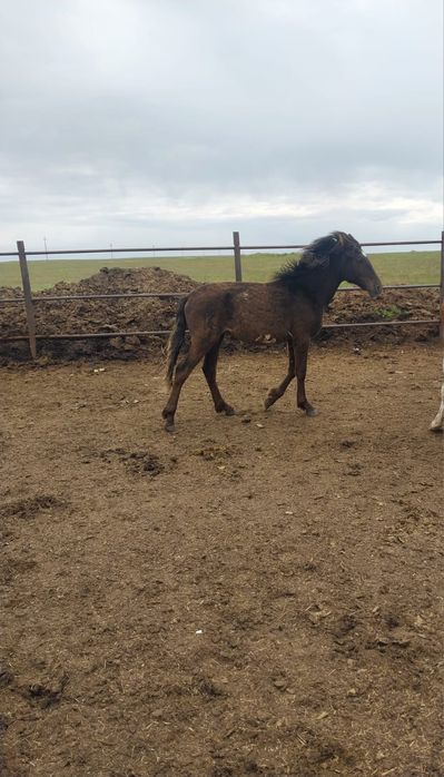 Продам тай и байтал