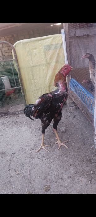 Корейский Шамо дакан жужалар сотувда!