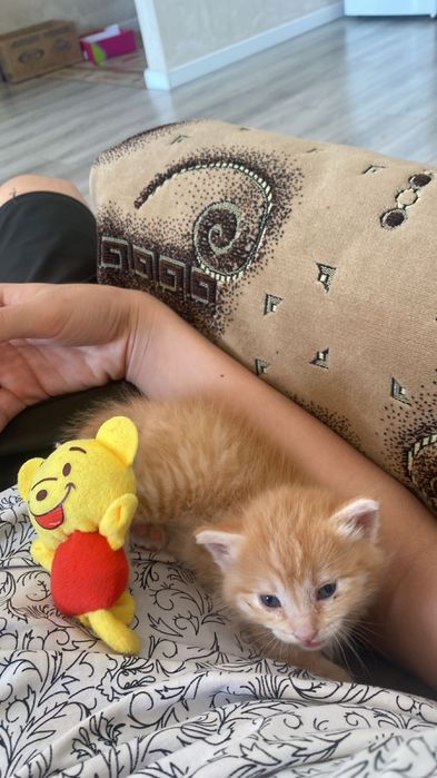 Котенок ищет хороших хозяев