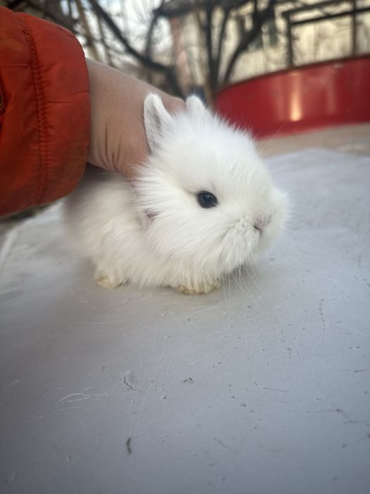 Кролики декоративные карликовые