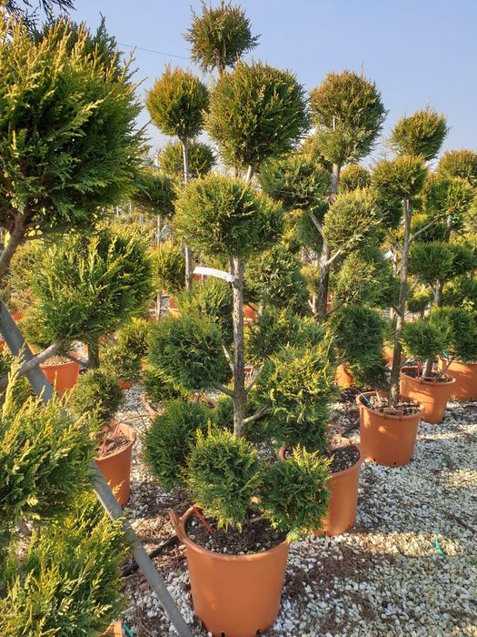 Pon pon, spirala, tuia, brazi, copaci ornamentali