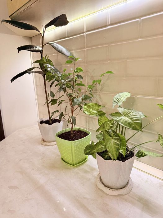 Продам цветы комнатные