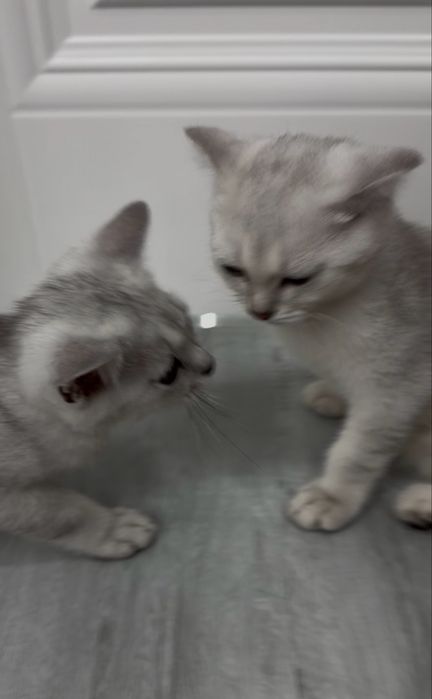 Котенок вислоухий Скотиш фолд