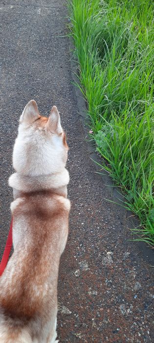 Ищем друзей собачников для совместных прогулок