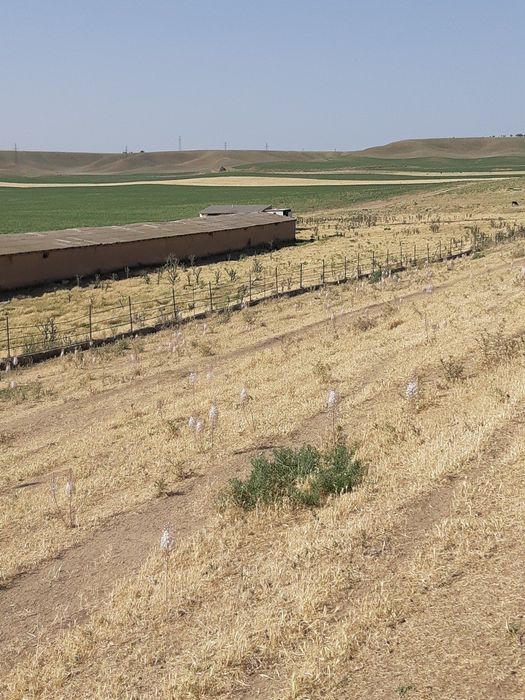 Чорва-моллари боқиш учун мўлжалланган жой