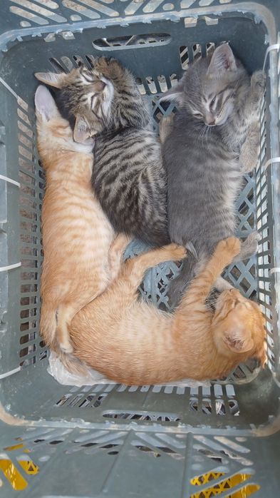 Котята крысоловы