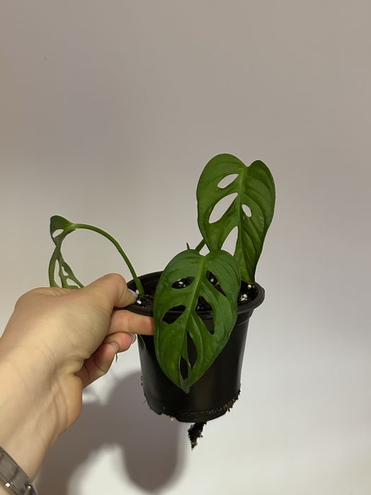 Monstera Adansonii