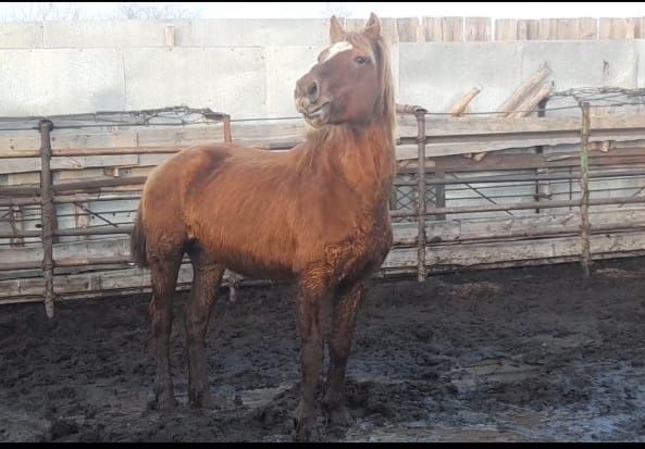 Айғыр , жеребец,ново Алтай