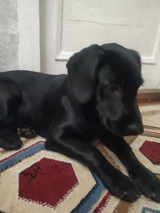 Срочно продам щенка Лабрадора