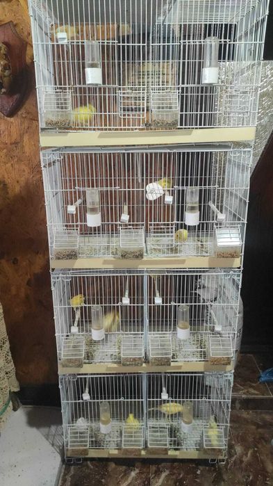 canari perechi formate