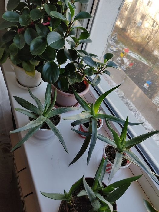 Алое-вера , возраст около 1 года