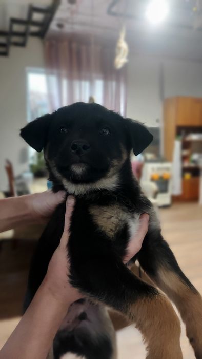 Отдам щенков в хорошие руки