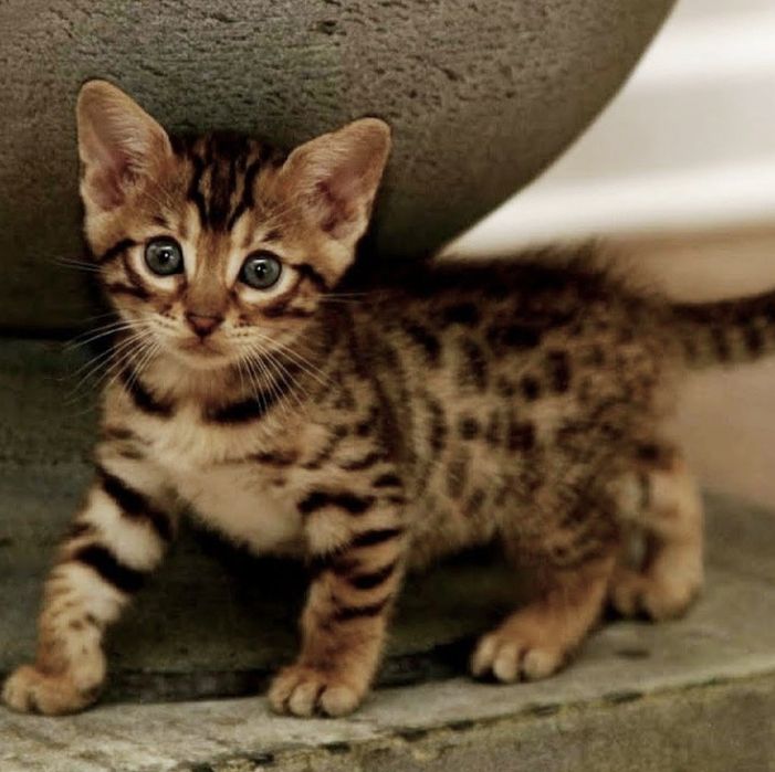 Бенгалски котета