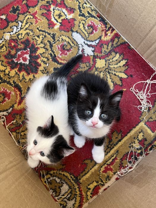 Отдам котят в хорошие руки