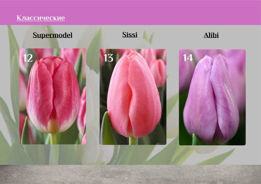 Тюльпаны к 8 марта предзаказ розница