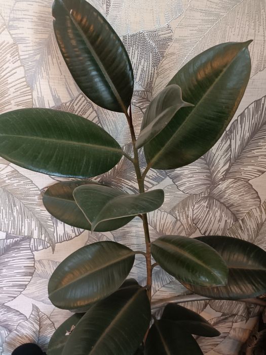 Продам цветок фикус каучуканосный