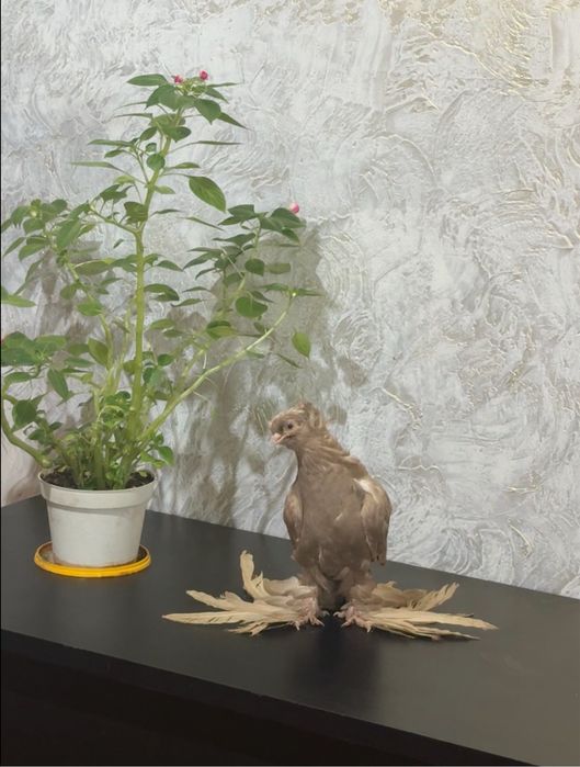 Голубь                  .