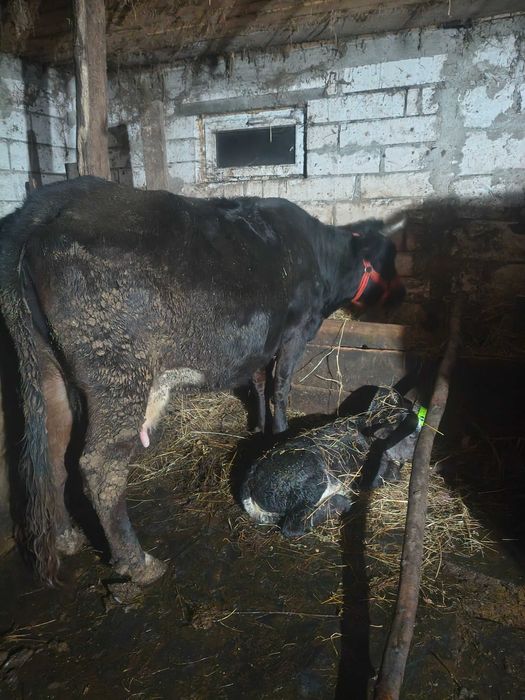 Vând vacă de 5 ani cu vițea belgiană