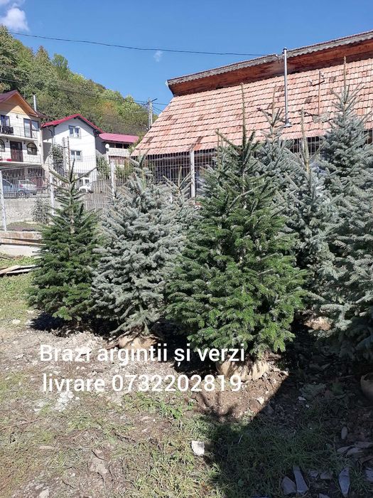 Vând tuia smarald, leylandi, columnaris, mesteacăn, tei, platan