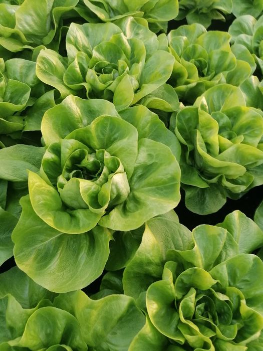 Salata verde de vanzare