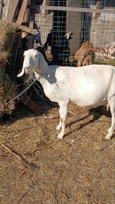 Capra alba anglo-nubiana