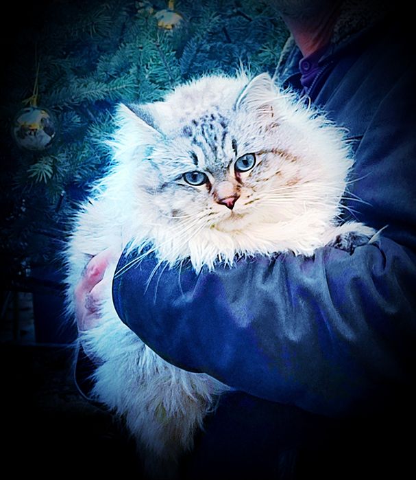 Сибирски котенца Невска маскарадна