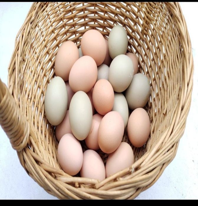 Ouă pentru incubație