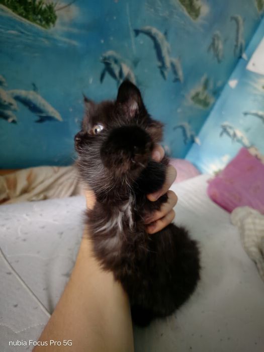 Отдам котенка в добрые руки.