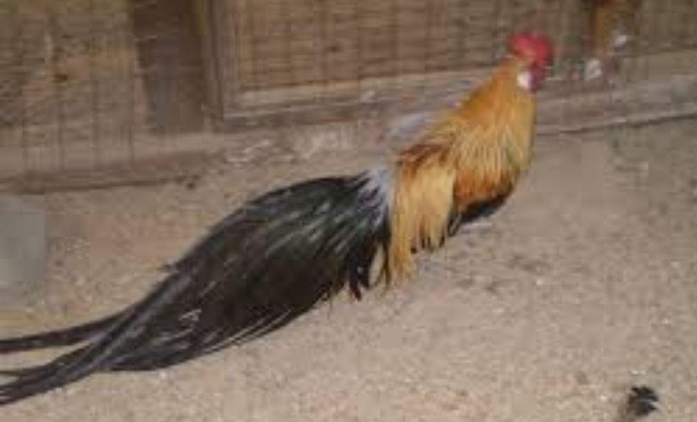 Phoenix cocosi tineri