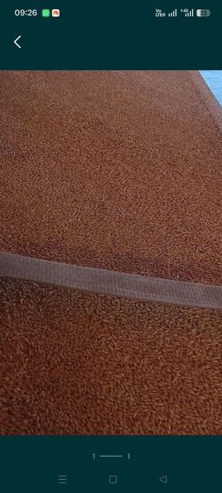 Зерно пшеница г.Уральск ячмень