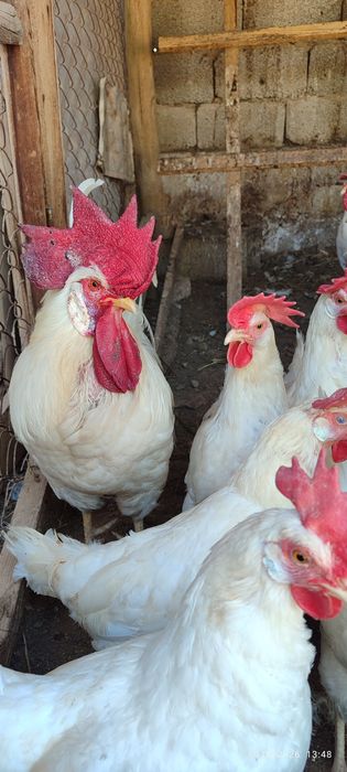 Тауықтар леггорн стандар