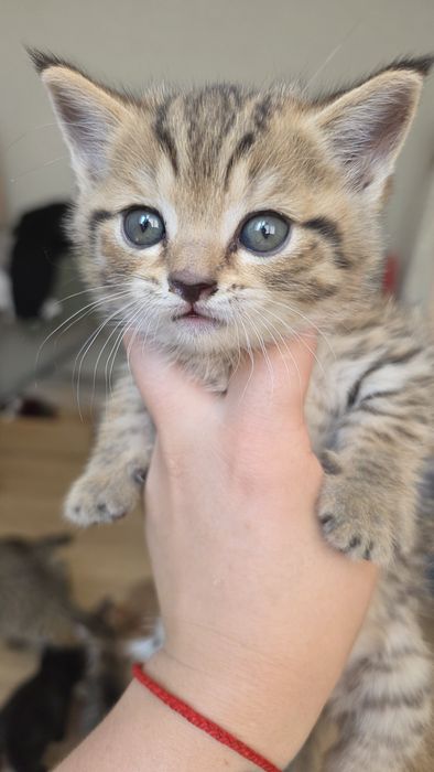 Котята ,в добрые  руки