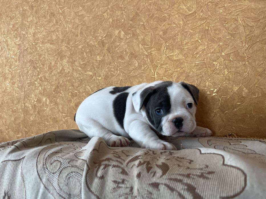 Щенки французского бульдога