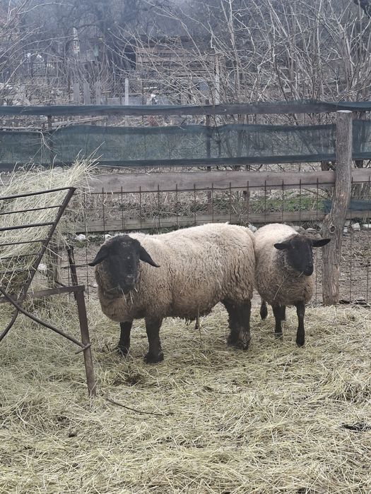 Disponibil berbec si oaie cu doua miele