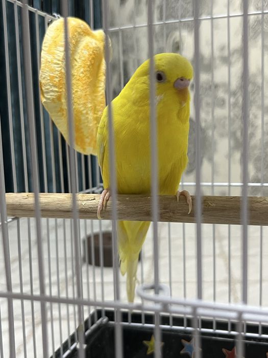 Волнистые попугайчики вместе с парой.