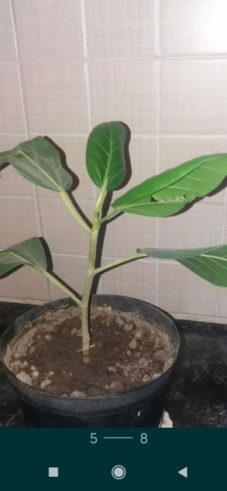 Лилия  амазонская