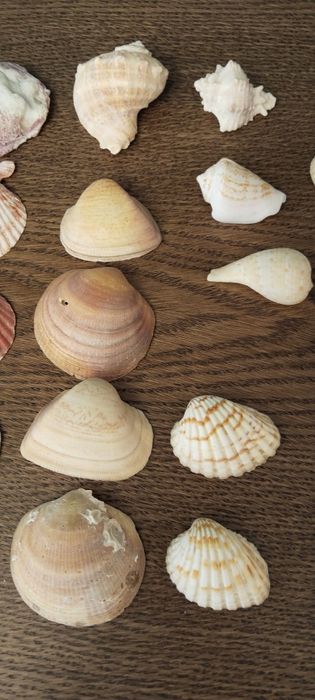 Ракушки.  Морское , речные.
