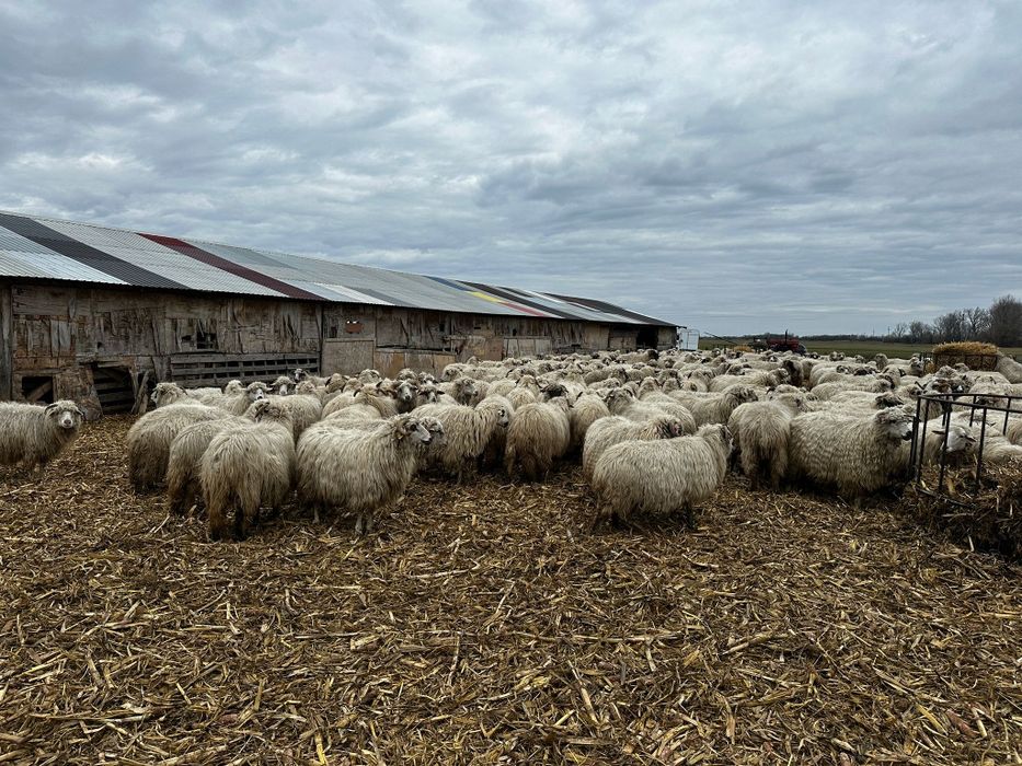 Oi țurcane toate sunt gestante, 700 lei bucata