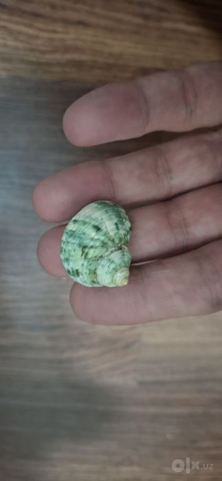 Морская ракушка для аквариума