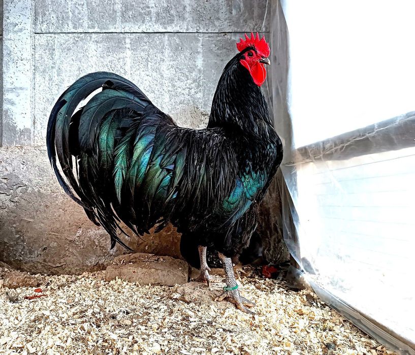 Австралорп  тухуми сотилади 25-30 минг