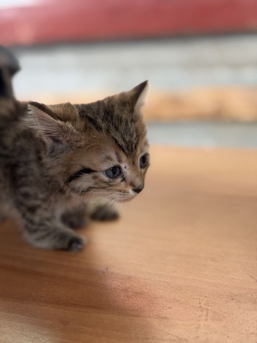 Котята бесплатно!!!