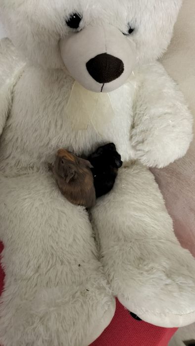 Porcușor de guineea