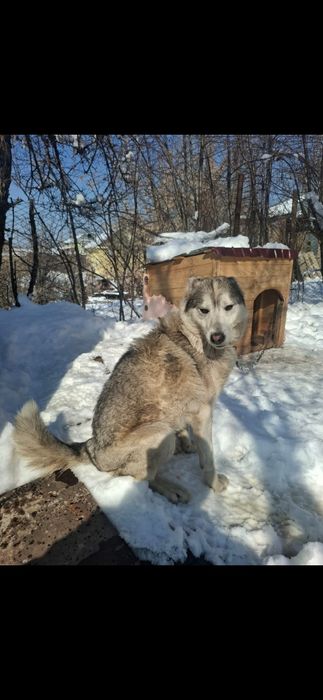 Собака пристраивается