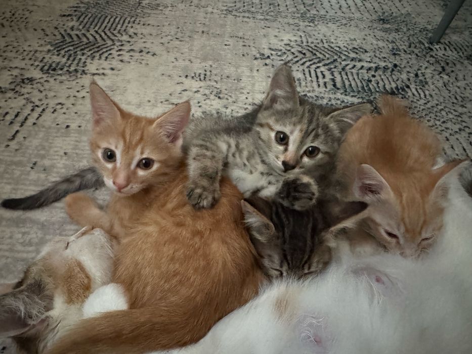 Котята в добрые руки!!!