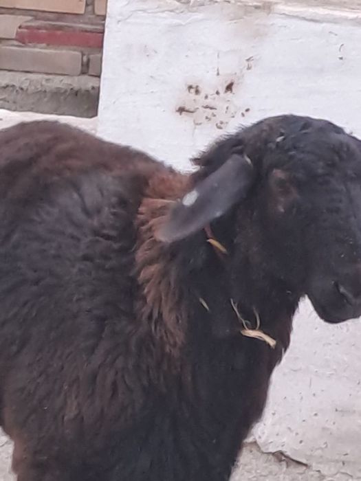 Кучкорлар сотилади