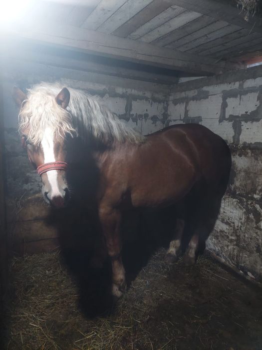 Vând doi armăsari ardenezi