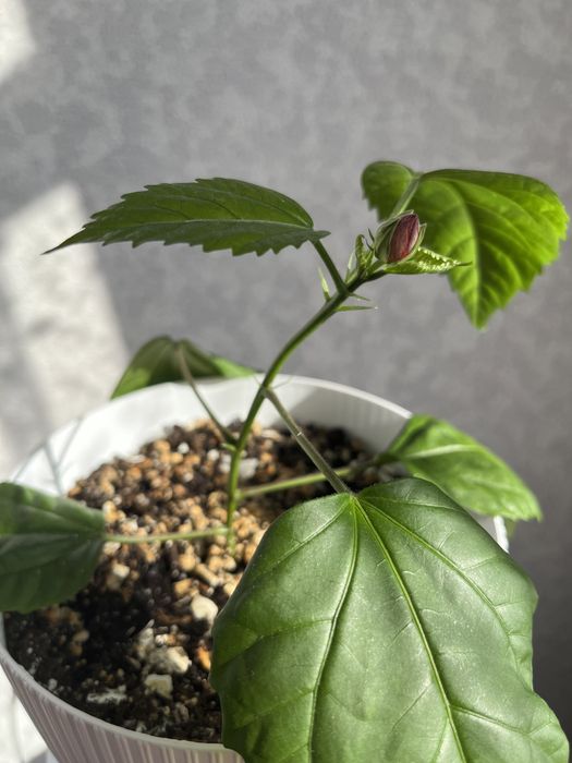 Продаю домашнюю розу